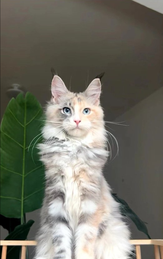 Original Design- Maine Coon Cat|Handmade Modification labubu Doll